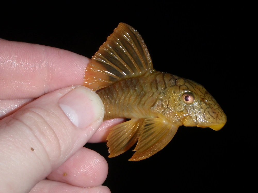Foto de Peckoltia braueri em ambiente natural ou aquário