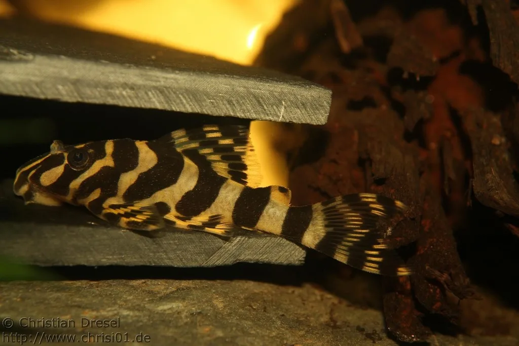 Foto de Peckoltia compta em ambiente natural ou aquário
