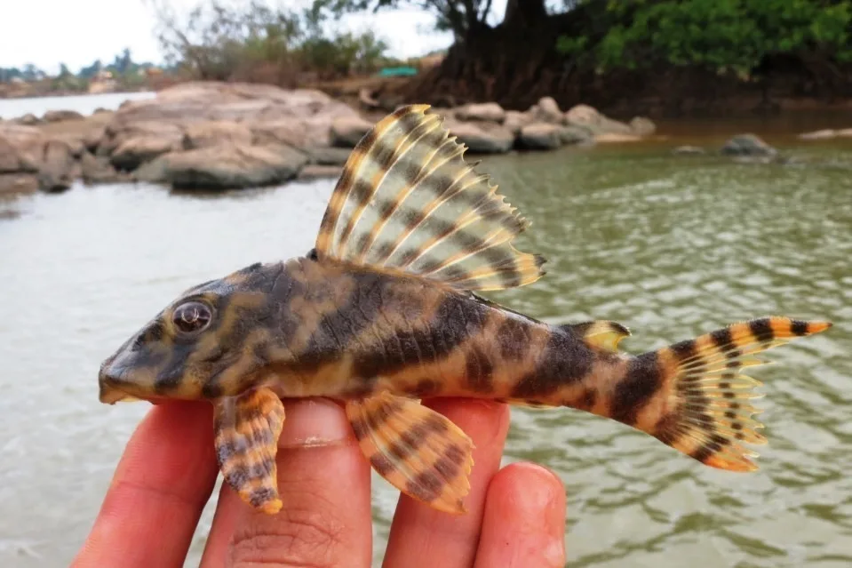 Foto de Peckoltia vittata em ambiente natural ou aquário