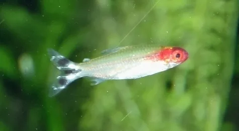 Foto de Petitella georgiae em ambiente natural ou aquário