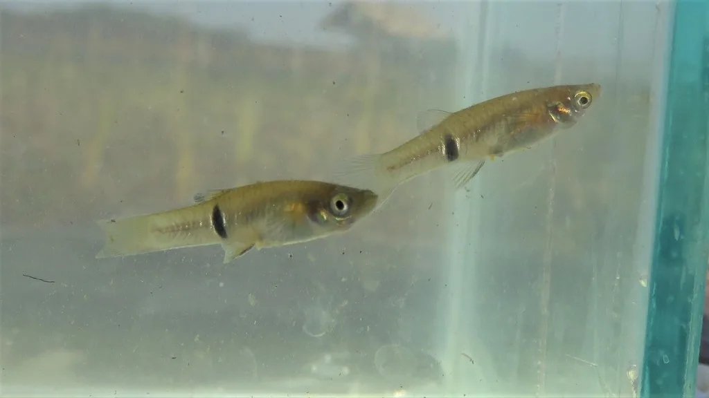 Foto de Phalloceros caudimaculatus em ambiente natural ou aquário