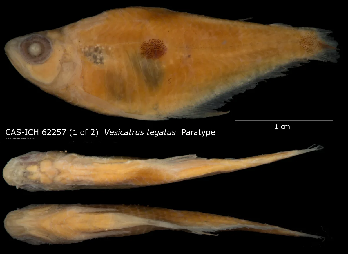 Foto de Phenacogaster tegatus em ambiente natural ou aquário