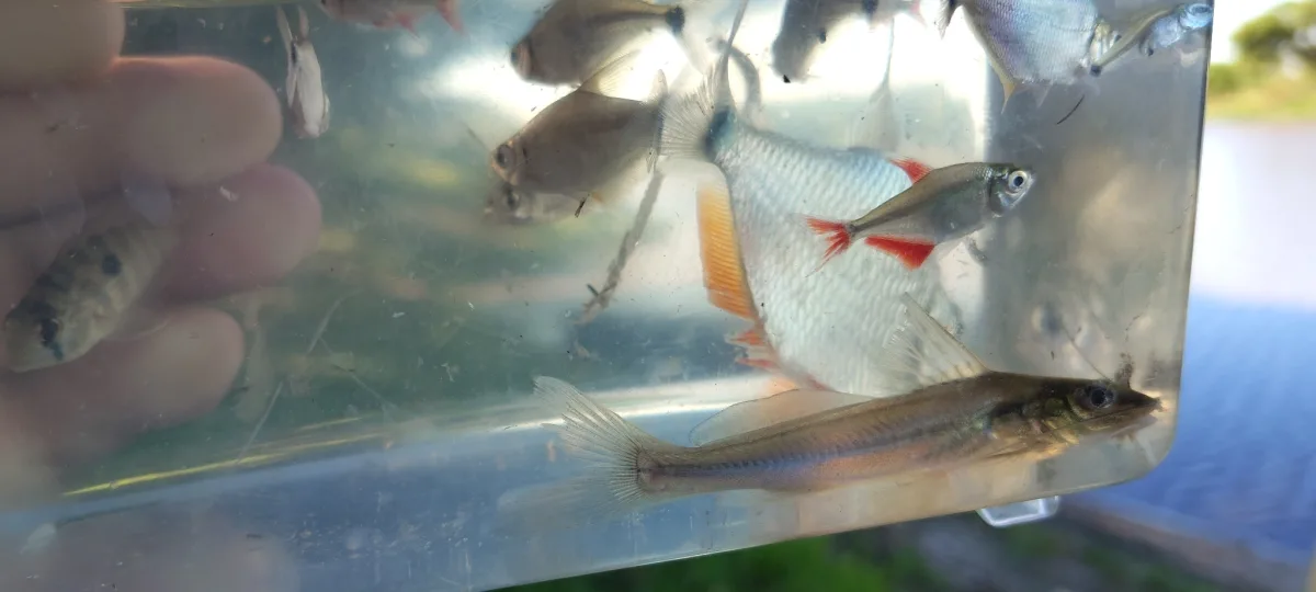 Foto de Pimelodella gracilis em ambiente natural ou aquário