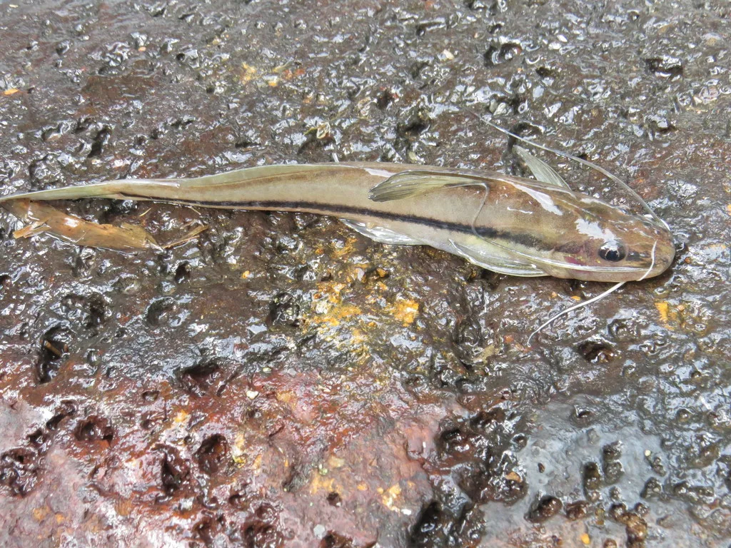 Foto de Pimelodella lateristriga em ambiente natural ou aquário