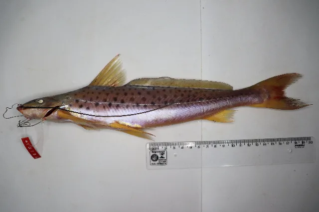 Foto de Pimelodina flavipinnis em ambiente natural ou aquário