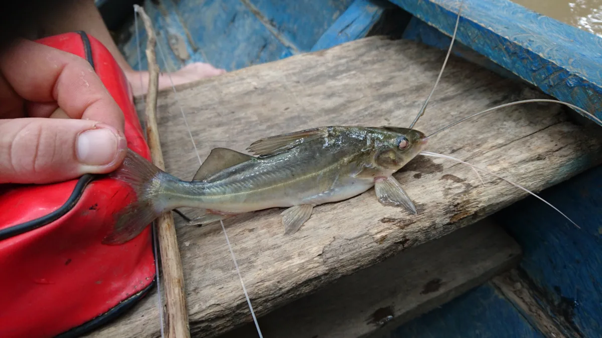 Foto de Pimelodus blochii em ambiente natural ou aquário