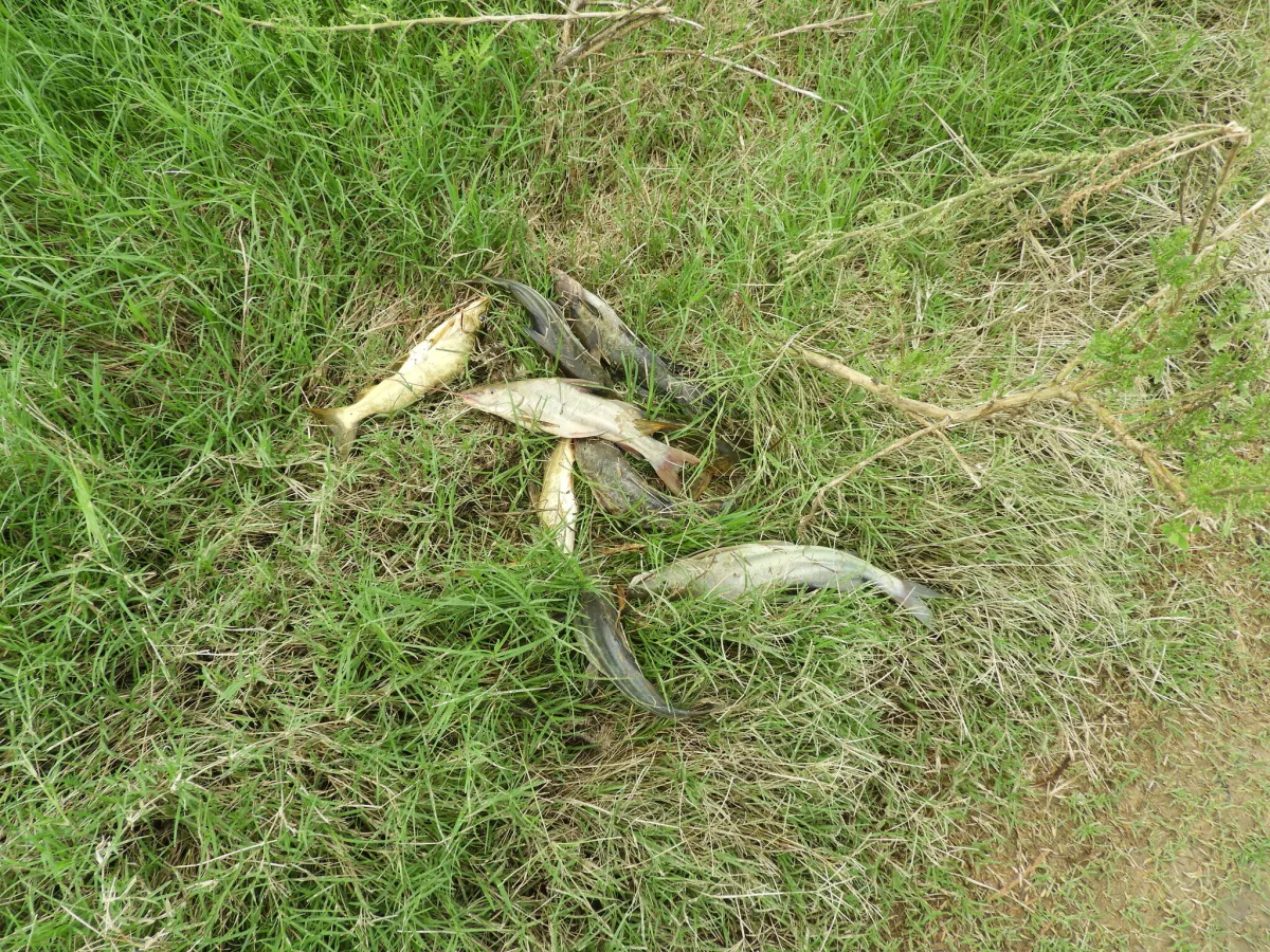 Foto de Pimelodus maculatus em ambiente natural ou aquário