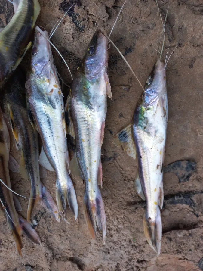 Foto de Pimelodus ornatus em ambiente natural ou aquário