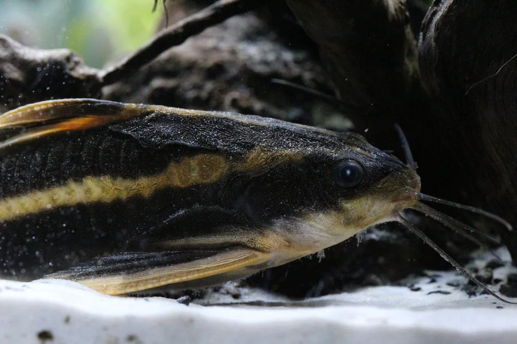 Foto de Platydoras armatulus em ambiente natural ou aquário