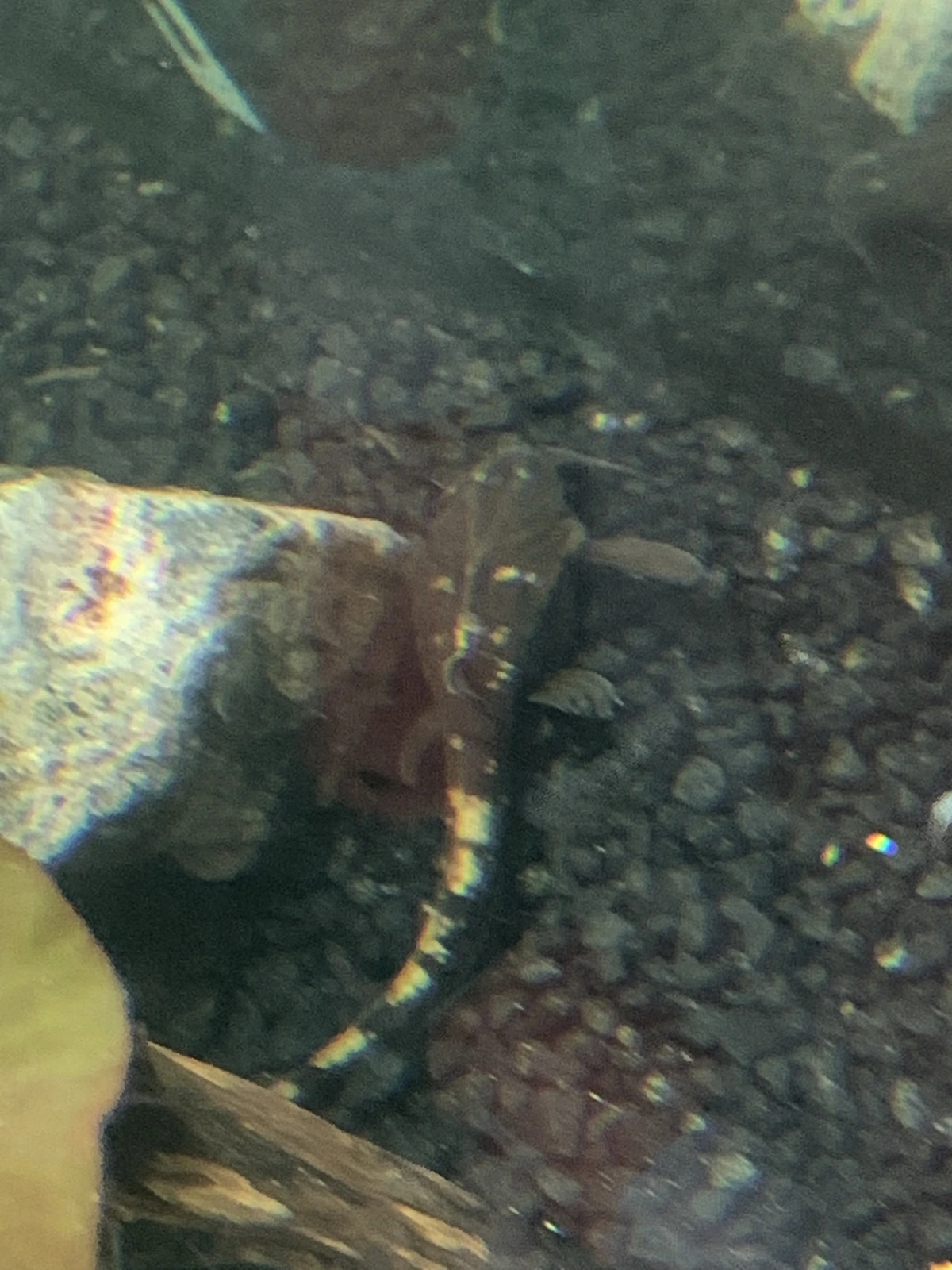 Foto de Platystacus cotylephorus em ambiente natural ou aquário