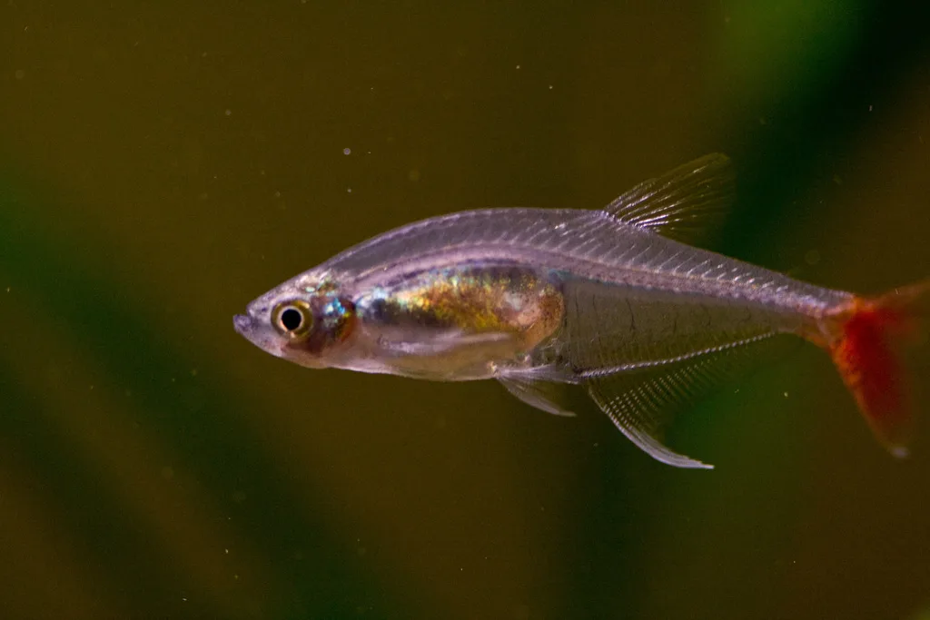 Foto de Prionobrama filigera em ambiente natural ou aquário