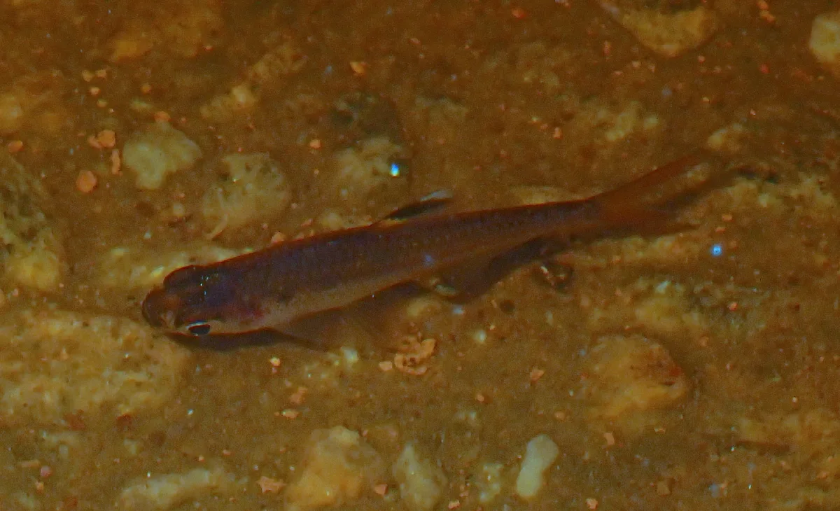 Foto de Pristella maxillaris em ambiente natural ou aquário