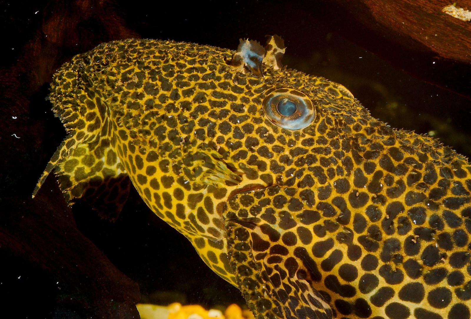 Foto de Pseudacanthicus leopardus em ambiente natural ou aquário