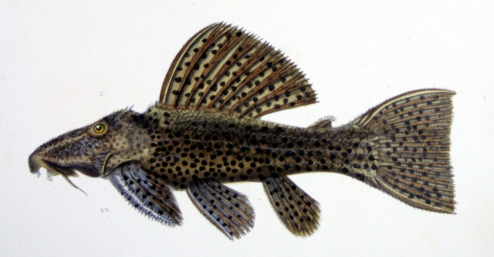 Foto de Pseudacanthicus spinosus em ambiente natural ou aquário