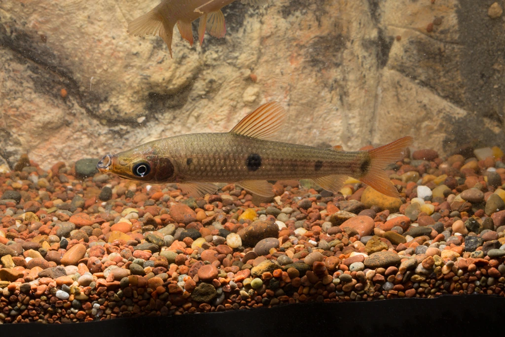 Foto de Pseudanos gracilis em ambiente natural ou aquário