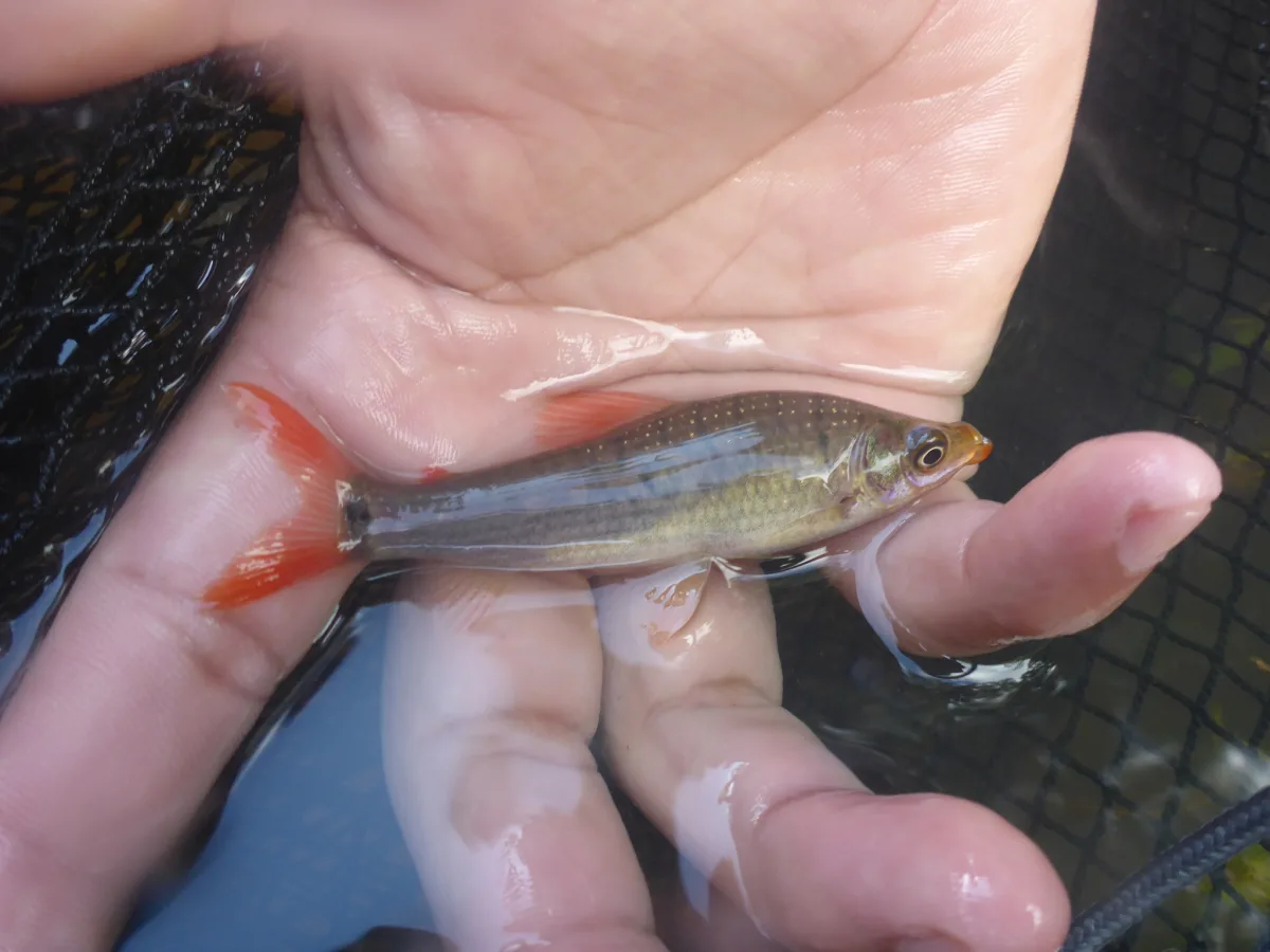 Foto de Pseudanos trimaculatus em ambiente natural ou aquário