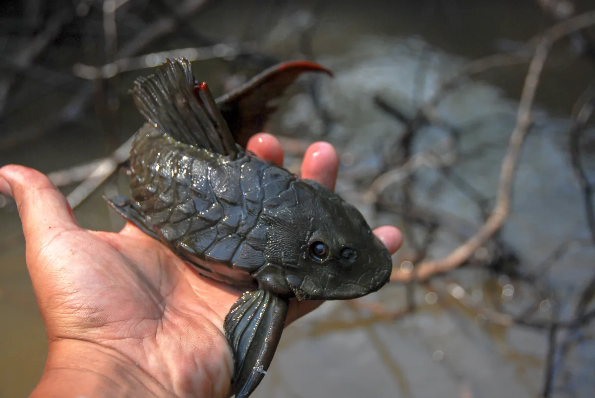 Foto de Pseudorinelepis genibarbis em ambiente natural ou aquário