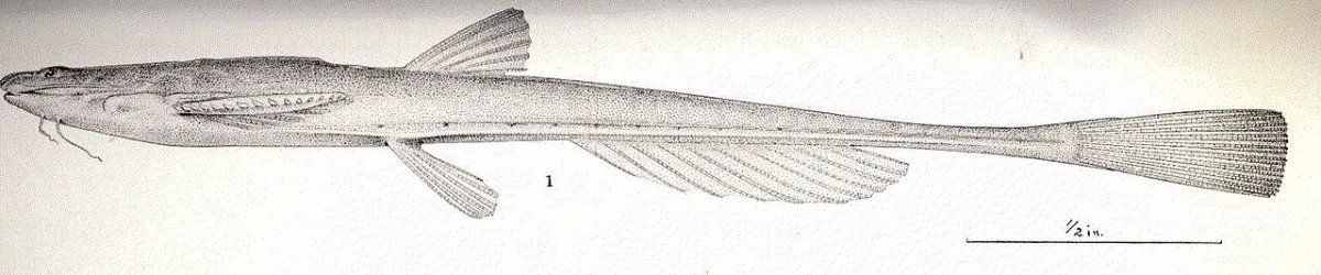 Foto de Pterobunocephalus depressus em ambiente natural ou aquário