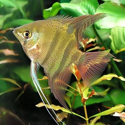 Foto de Pterophyllum leopoldi em ambiente natural ou aquário