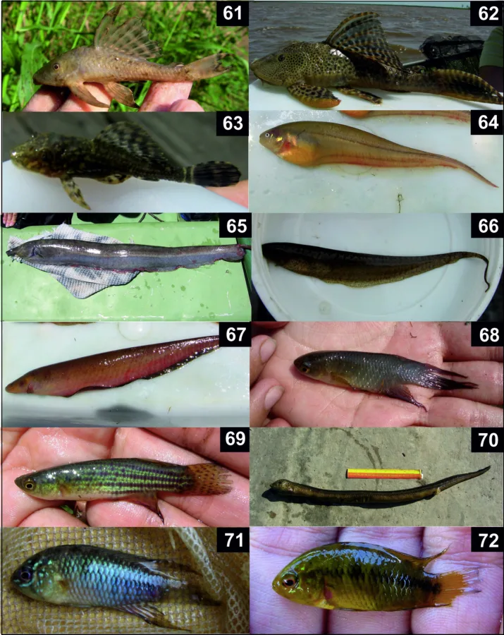 Foto de Pterygoplichthys anisitsi em ambiente natural ou aquário