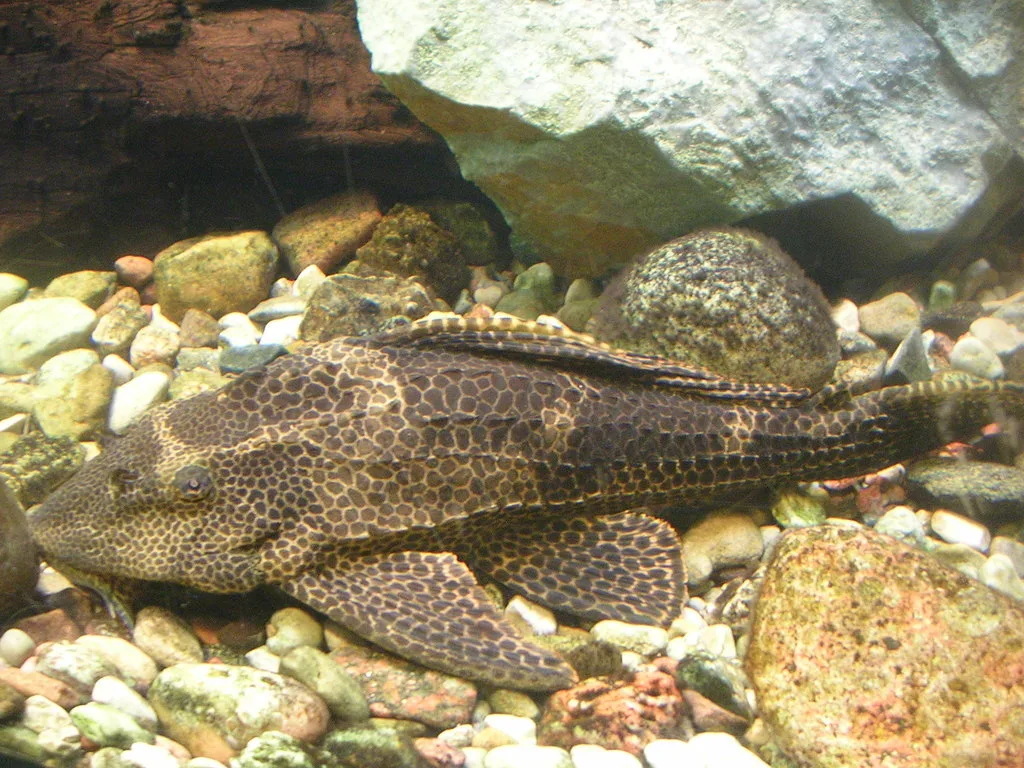 Foto de Pterygoplichthys gibbiceps em ambiente natural ou aquário