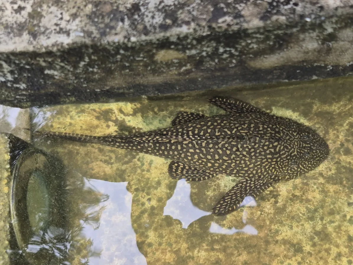 Foto de Pterygoplichthys joselimaianus em ambiente natural ou aquário