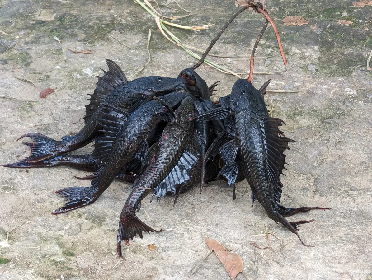 Foto de Pterygoplichthys pardalis em ambiente natural ou aquário