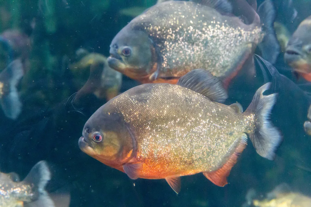 Foto de Pygocentrus nattereri em ambiente natural ou aquário