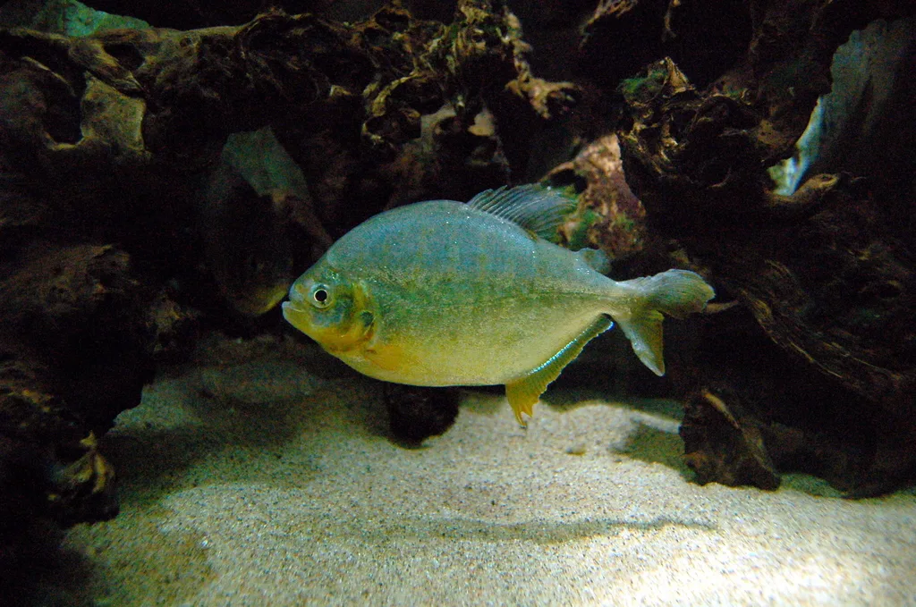 Foto de Pygopristis denticulata em ambiente natural ou aquário