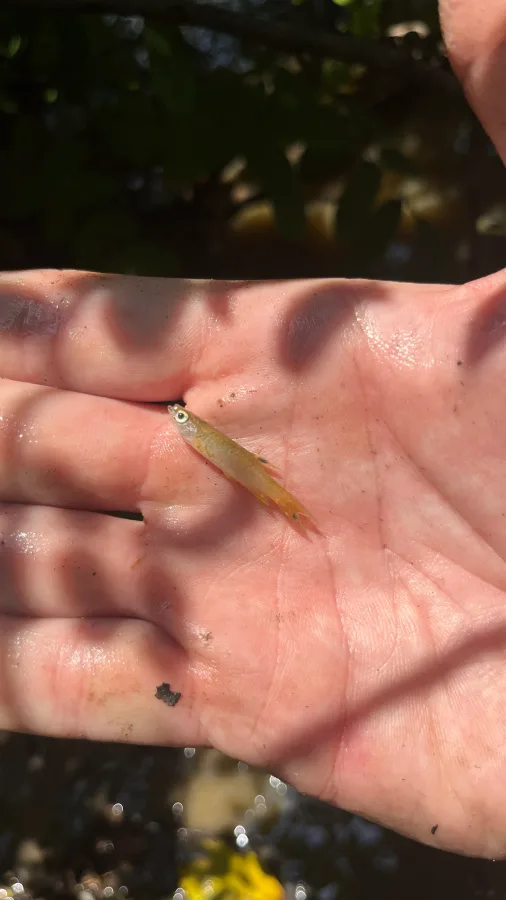 Foto de Pyrrhulina australis em ambiente natural ou aquário