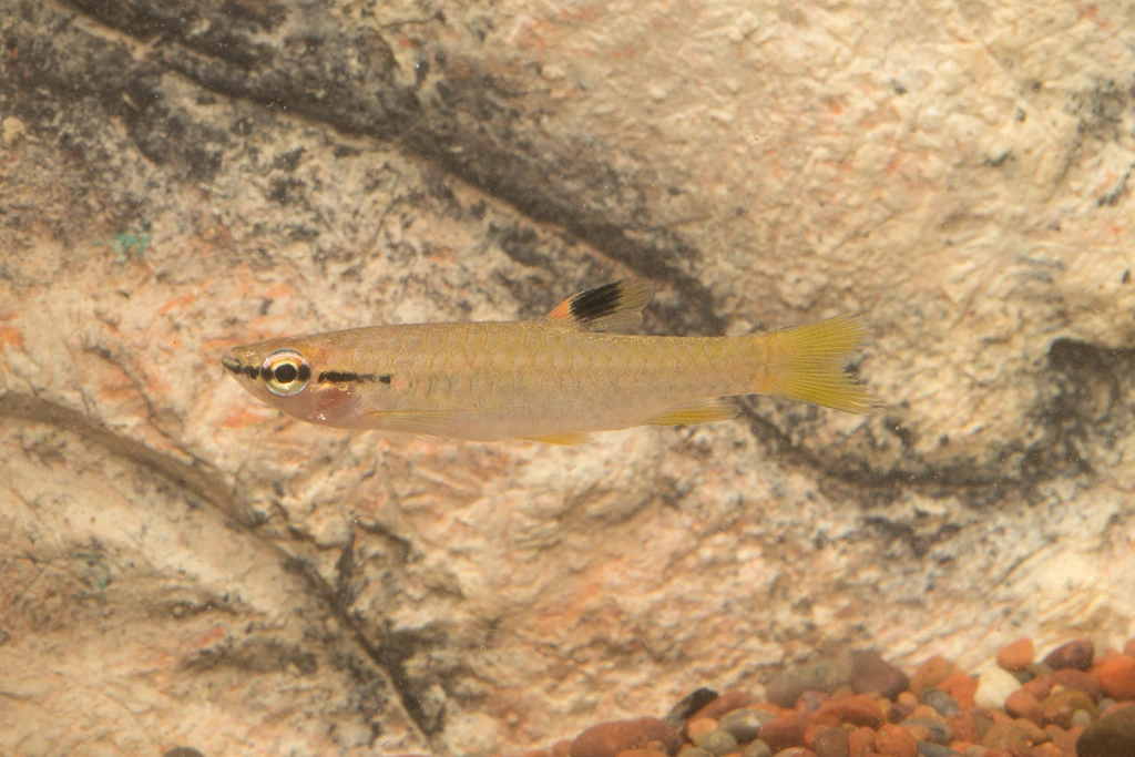 Foto de Pyrrhulina brevis em ambiente natural ou aquário