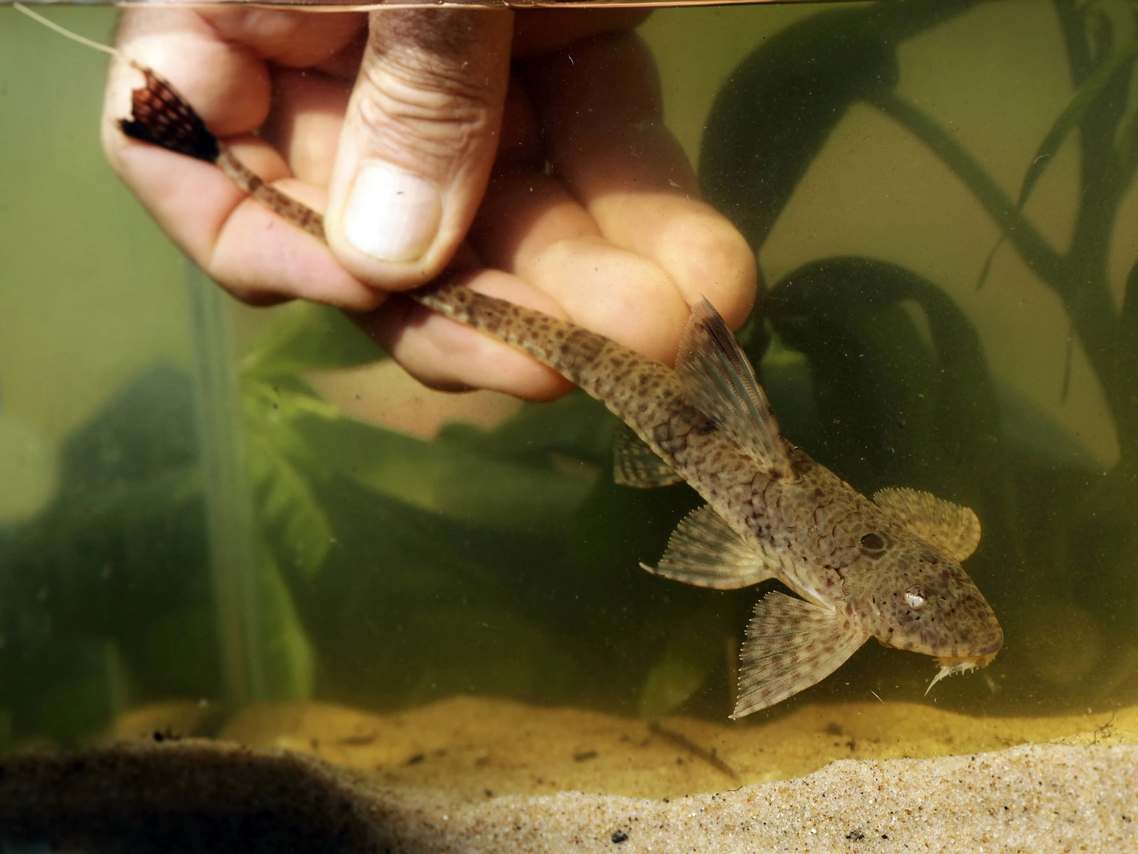Foto de Rineloricaria fallax em ambiente natural ou aquário