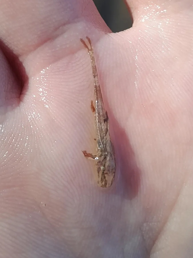 Foto de Rineloricaria lanceolata em ambiente natural ou aquário