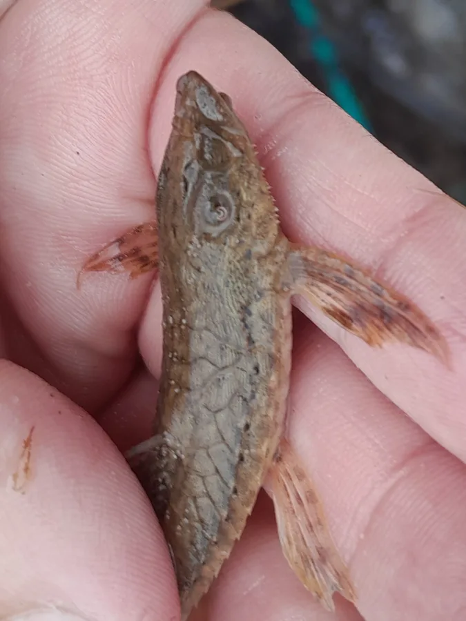 Foto de Rineloricaria parva em ambiente natural ou aquário