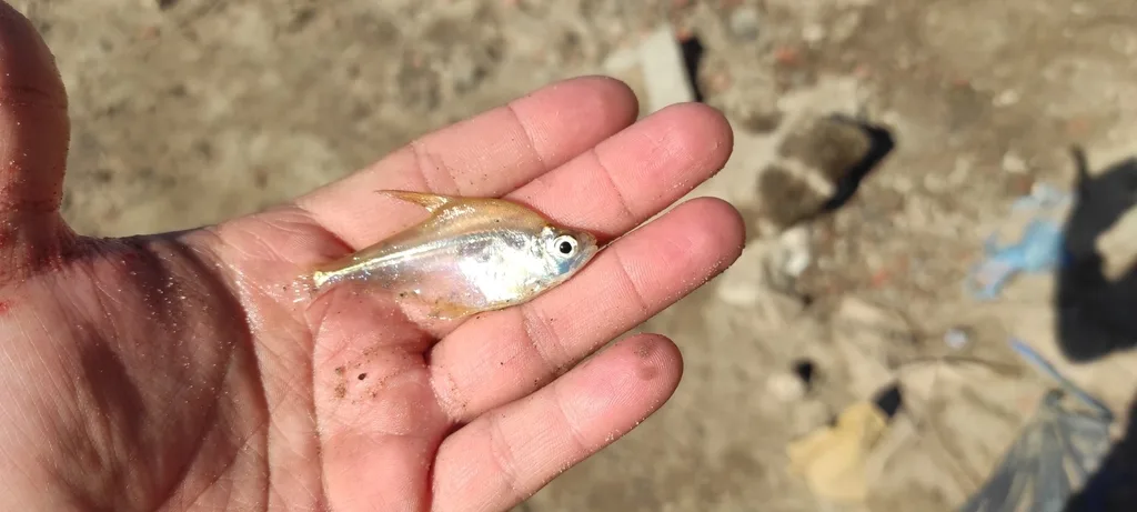 Foto de Roeboides descalvadensis em ambiente natural ou aquário