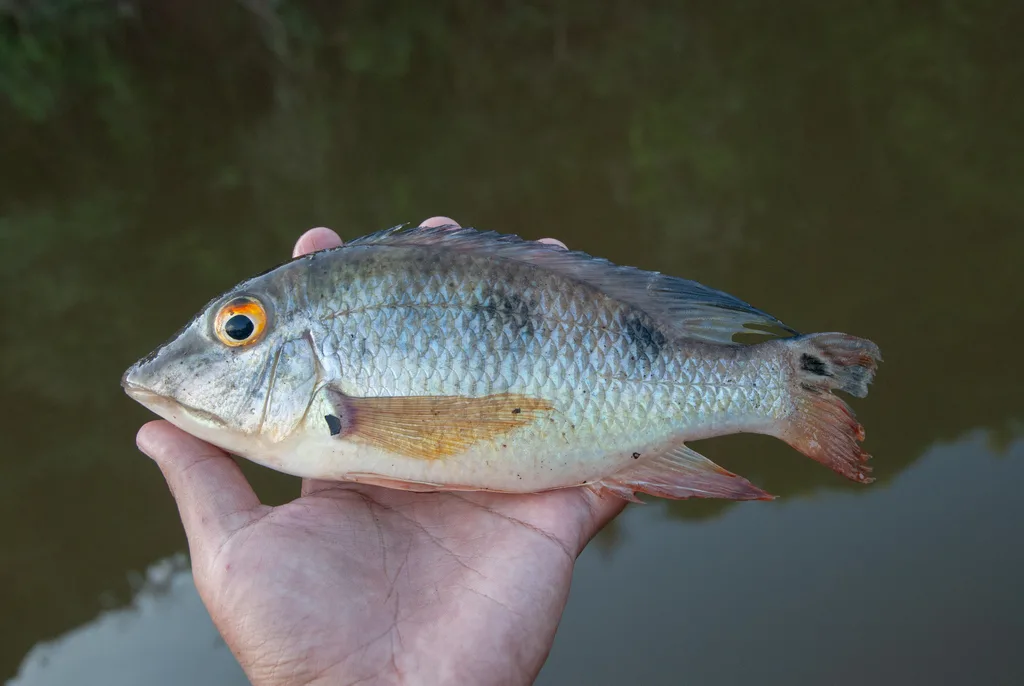 Foto de Satanoperca acuticeps em ambiente natural ou aquário