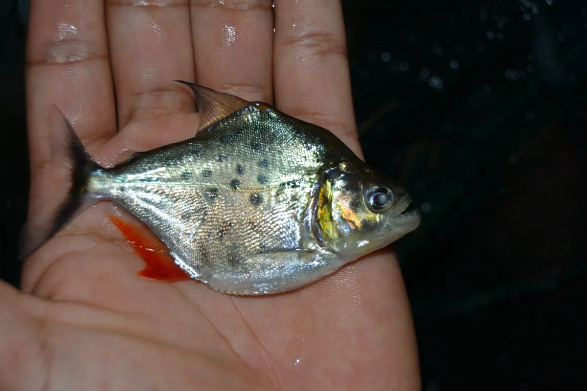 Foto de Serrasalmus eigenmanni em ambiente natural ou aquário