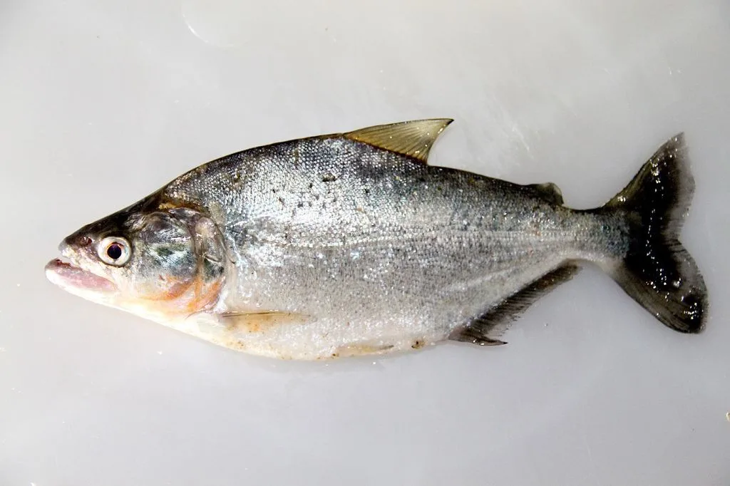 Foto de Serrasalmus elongatus em ambiente natural ou aquário
