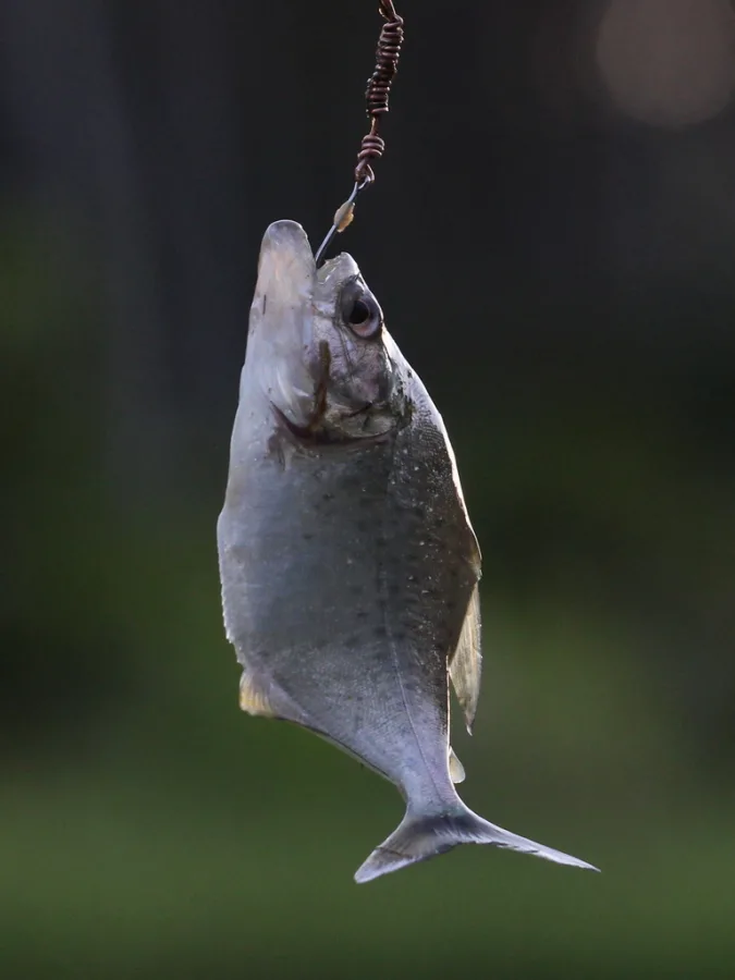 Foto de Serrasalmus gibbus em ambiente natural ou aquário