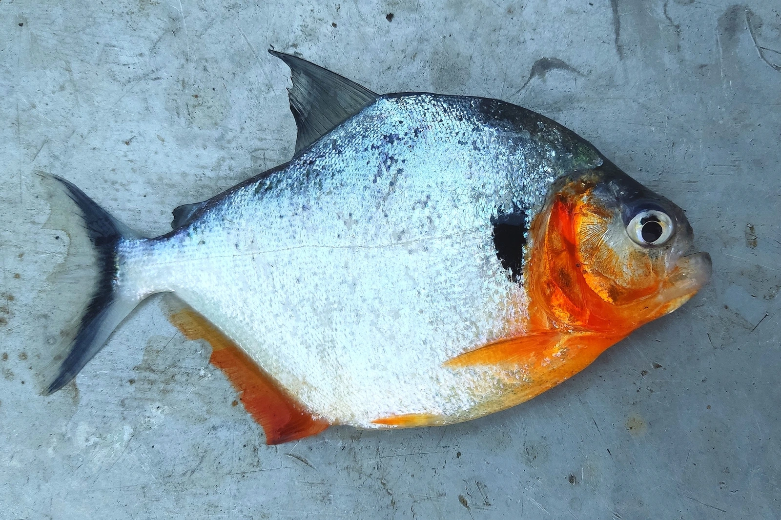 Foto de Serrasalmus humeralis em ambiente natural ou aquário