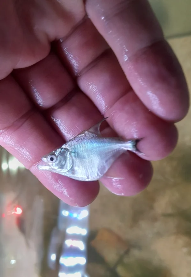 Foto de Serrasalmus marginatus em ambiente natural ou aquário