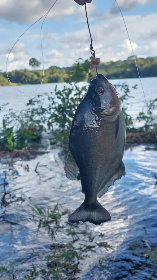 Foto de Serrasalmus rhombeus em ambiente natural ou aquário
