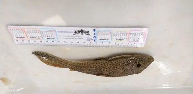 Foto de Squaliforma emarginata em ambiente natural ou aquário