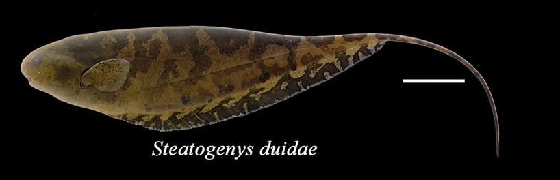 Foto de Steatogenys duidae em ambiente natural ou aquário