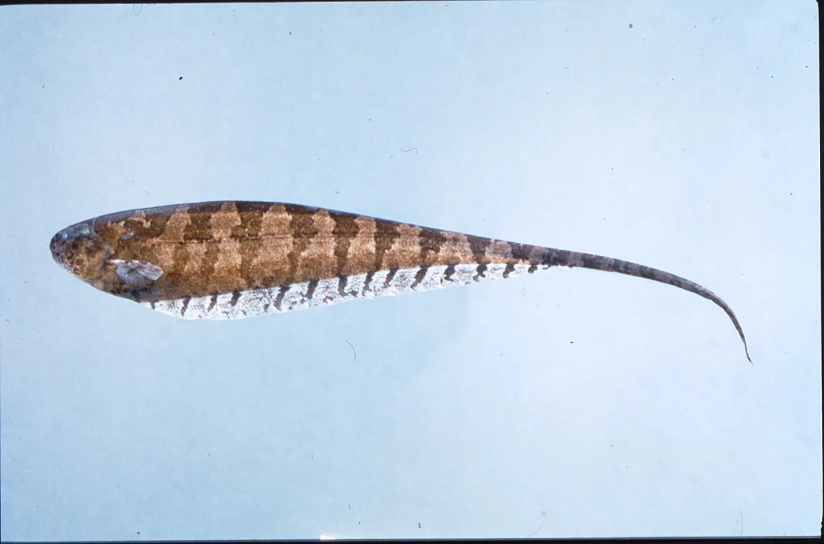 Foto de Steatogenys elegans em ambiente natural ou aquário