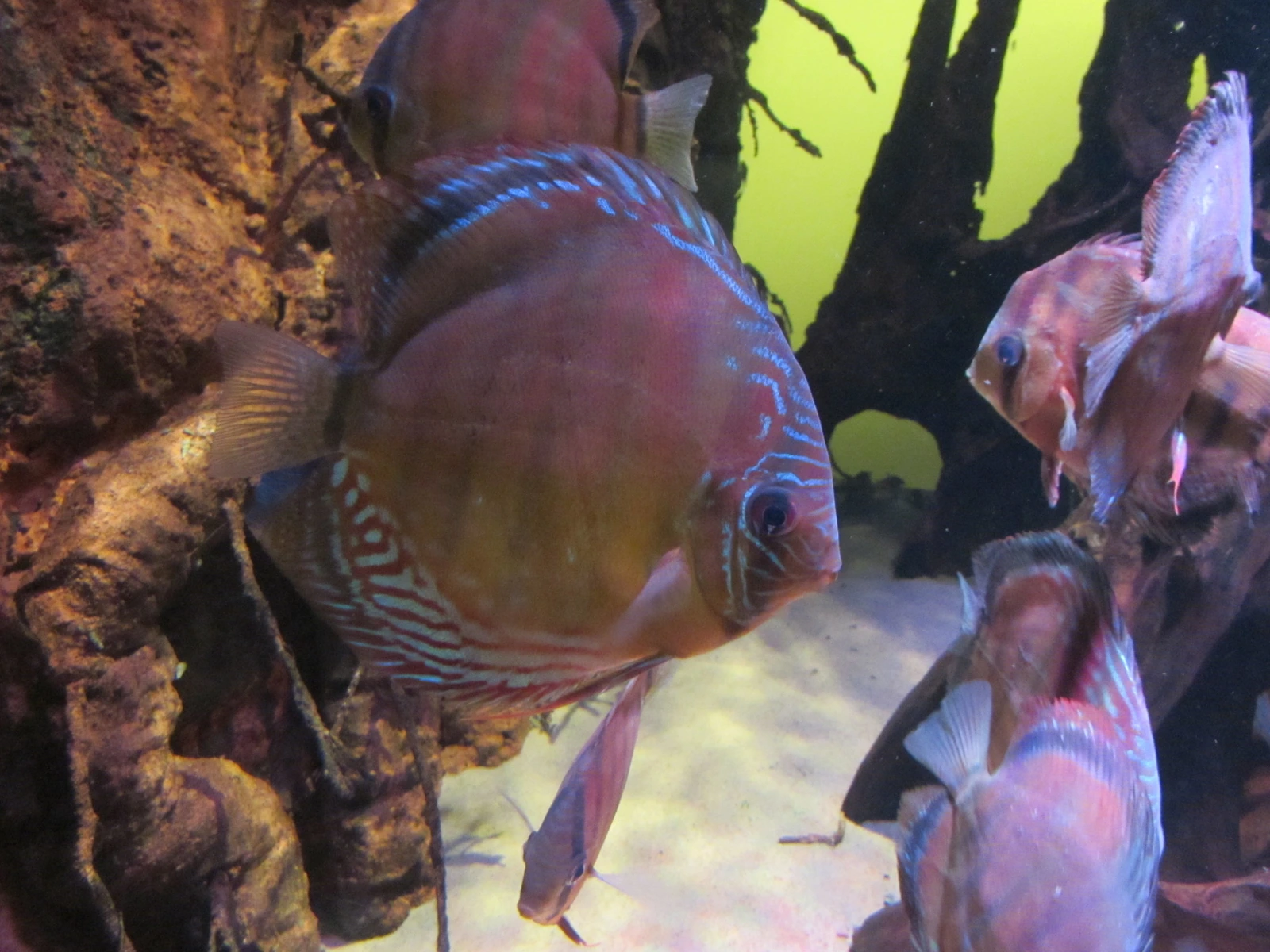 Foto de Symphysodon aequifasciatus em ambiente natural ou aquário