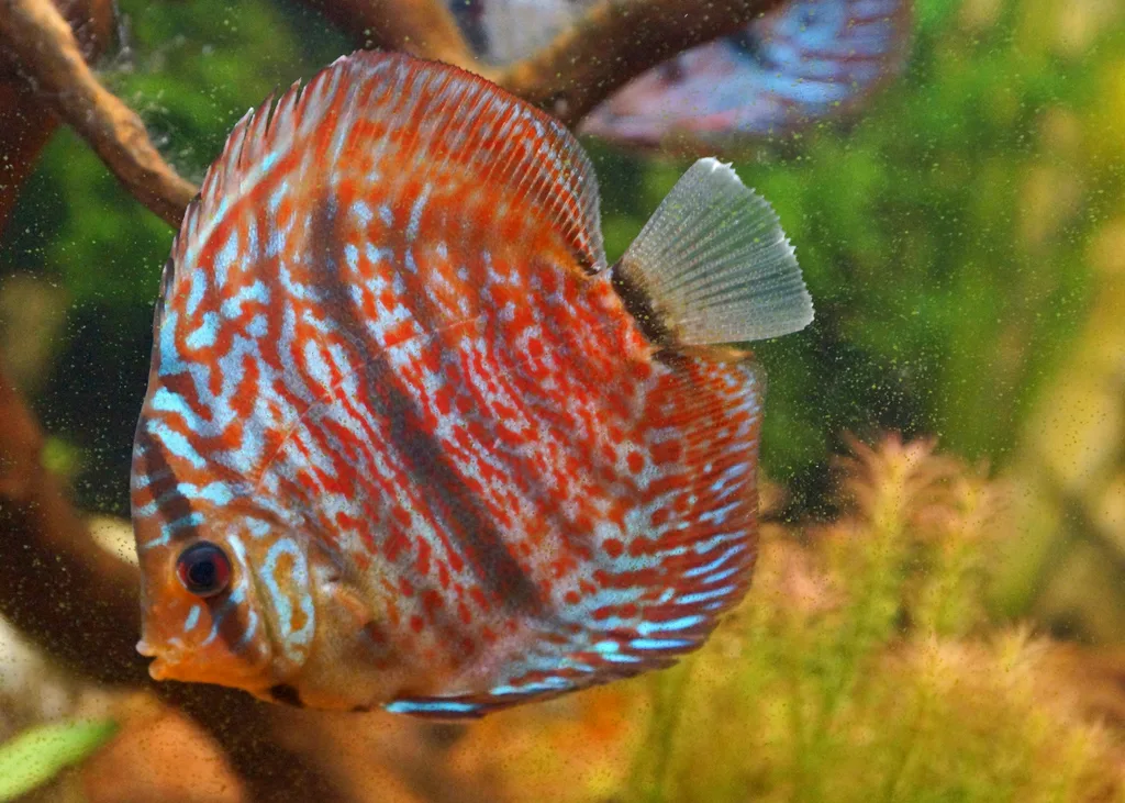 Foto de Symphysodon discus em ambiente natural ou aquário