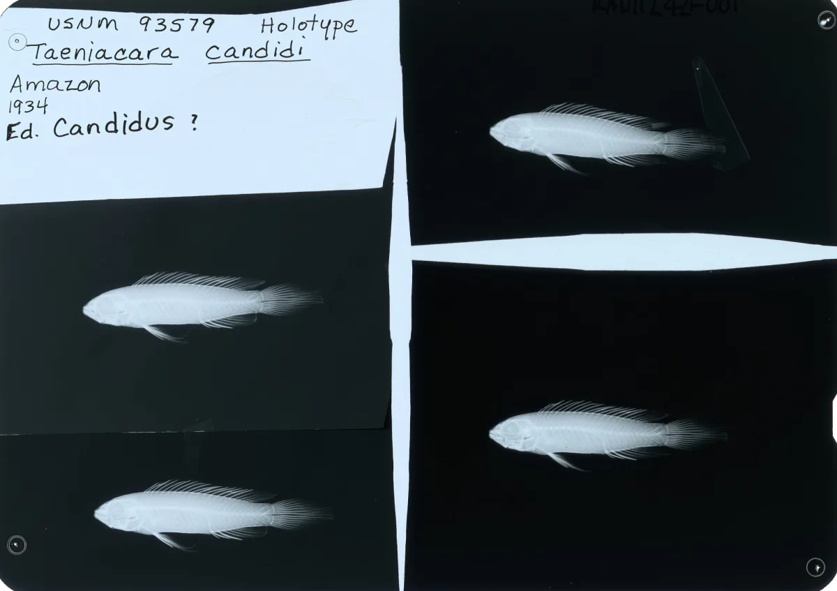 Foto de Taeniacara candidi em ambiente natural ou aquário