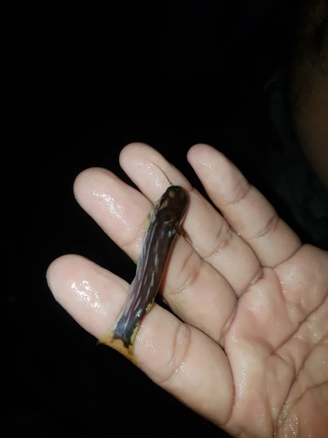 Foto de Tatia intermedia em ambiente natural ou aquário
