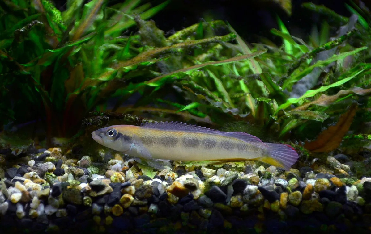 Foto de Teleocichla prionogenys em ambiente natural ou aquário